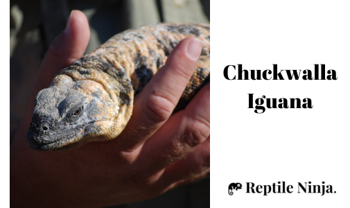 man holding Chuckwalla Iguana