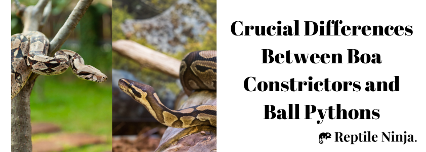 ball python vs boa constrictor
