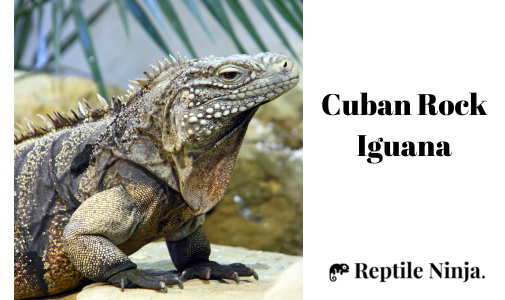Cuban Rock Iguana on rocks