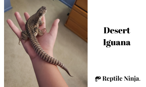 Desert iguana (Dipsosaurus dorsalis) on owner's palm