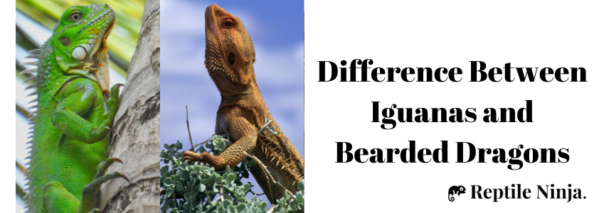 iguana vs bearded dragon