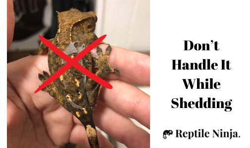don't handle while crested gecko is shedding