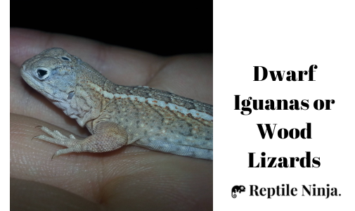 Dwarf Iguana or Wood Lizard (Genus Enyalioides) on owner's palm