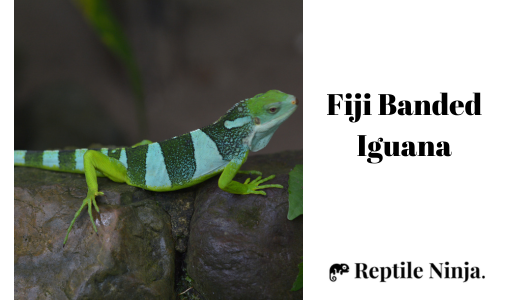 Fiji Banded Iguana (Brachylophus Fasciatus) on rocks