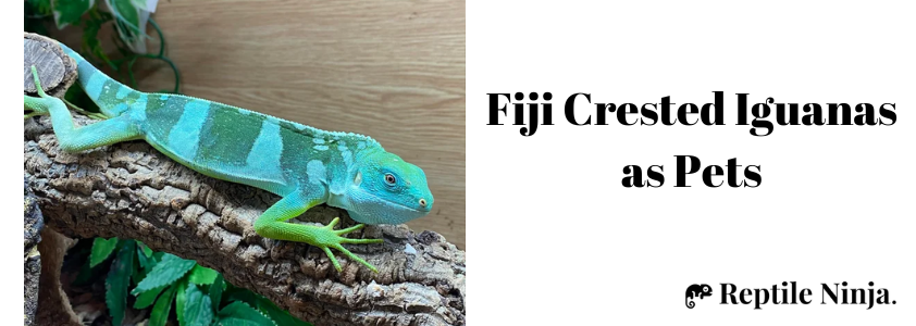 fiji crested iguana in tank