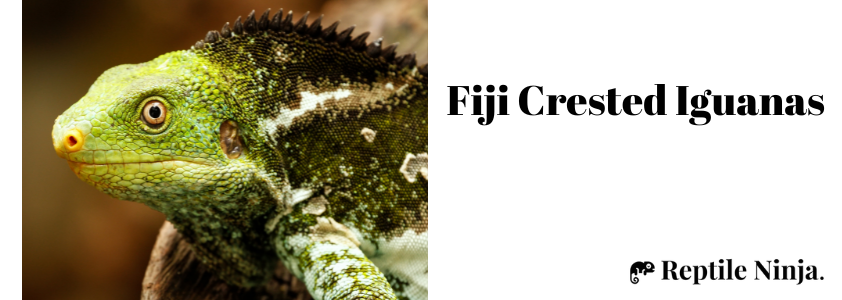 fiji crested iguana
