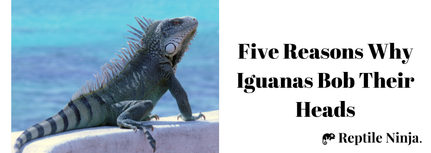 why do iguanas bob their heads