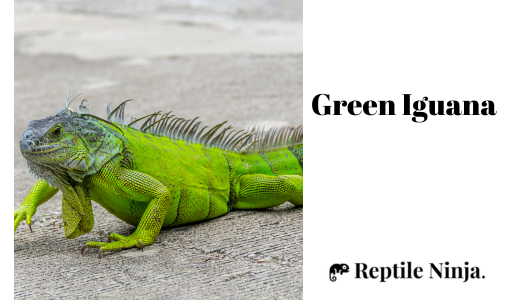 Green Iguana on rough cemented floor outdoor