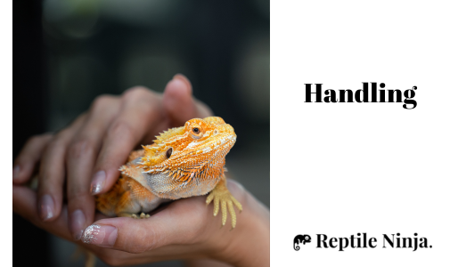iguana being held in owner's hand