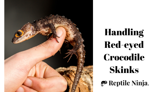 frightened red-eyed crocodile skink on owner's hand