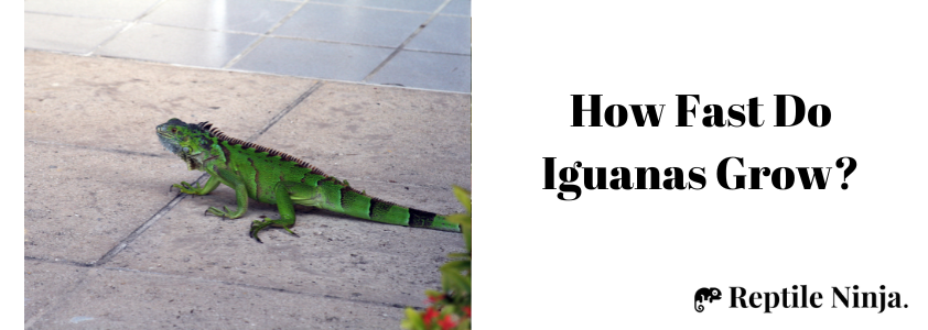 how big do iguanas get
