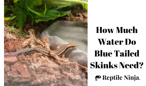 blue tailed skink drinking water 
