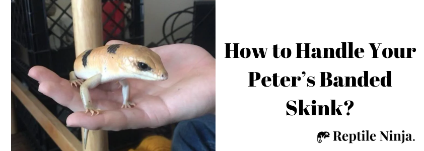 peter's banded skink on owner's palm