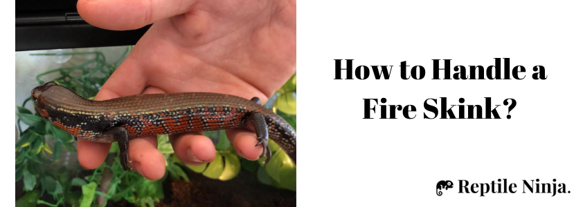 fire skink on owner's hand