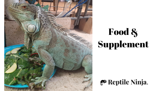 iguana and its food plate with fruits and vegetable