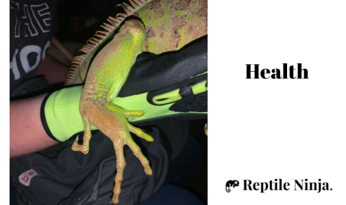 iguana with metabolic bone disease