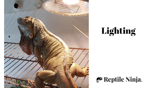 iguana under lighting