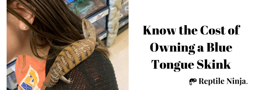 Blue Tongue Skink on woman's shoulder at reptile shop