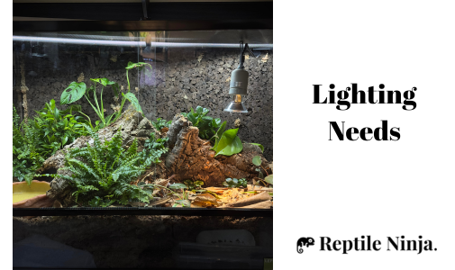 fire skink enclosure with light