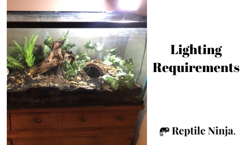 blue tongue skink enclosure with lighting