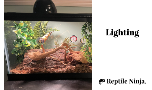 ball python enclosure with lighting