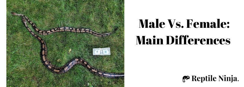 ball python female vs male