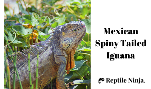 Mexican Spiny Tailed Iguana outdoor eating plant leaves