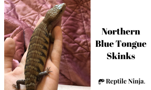 Northern Blue Tongue Skink on owner's palm
