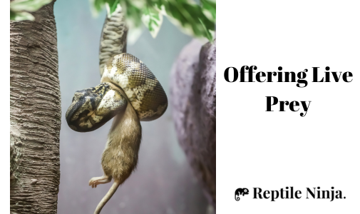 ball python hanging upside down with live rat in mouth