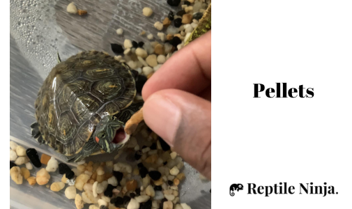 feeding pellets to red-eared slider