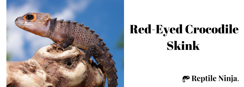 Red-Eyed Crocodile Skink 