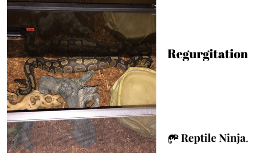 ball python regurgitation