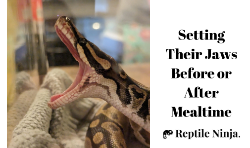 ball python yawning after meal