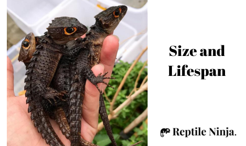 Red-Eyed Crocodile Skinks on owner's hand