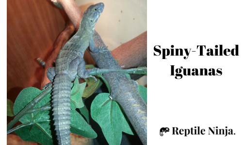 Spiny-Tailed Iguanas (Genus Ctenosaura) on tree brach inside enclosure