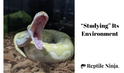 ball python yawning in enclosure