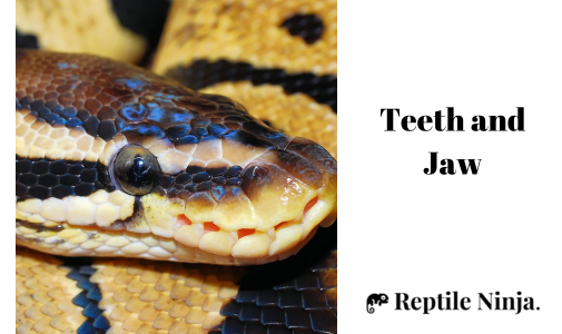 close up of ball python mouth and jaw