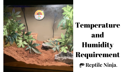 fire skink enclosure with thermometer
