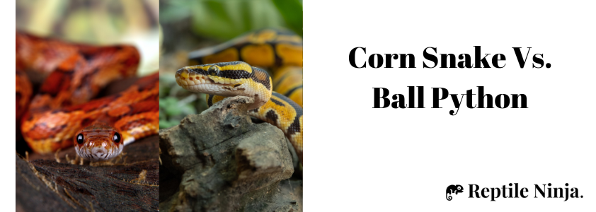 corn snake vs ball python