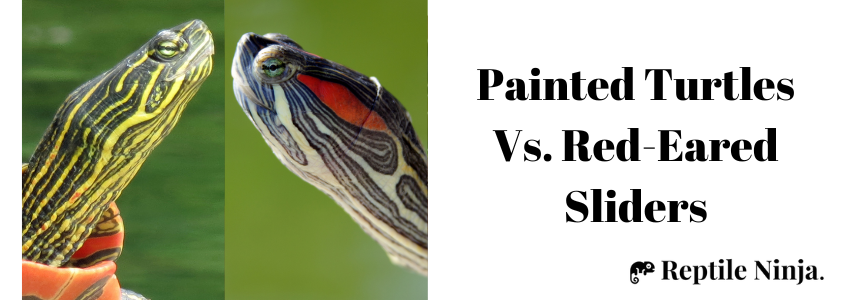 painted turtle vs red eared slider