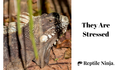 stressed iguana