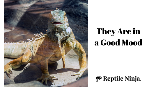 happy iguana staring