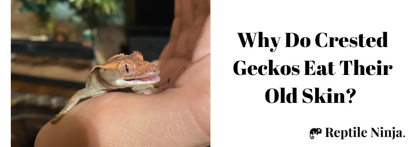 created gecko eating old skin