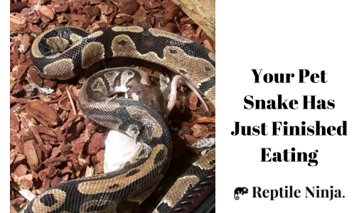 ball python eating mouse