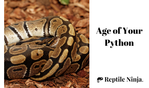 adult ball python
