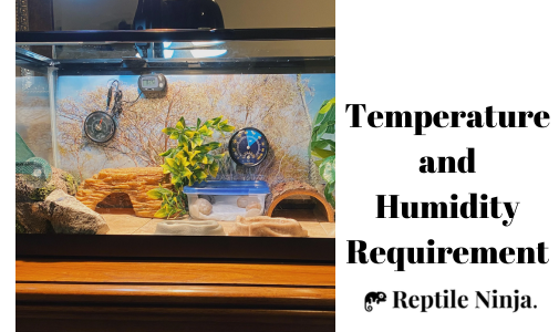 Albino Leopard Geckos enclosure with lighting and thermometer