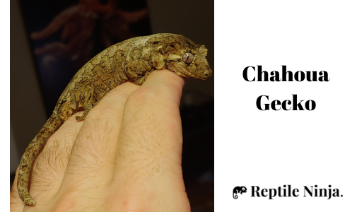 Chahoua Gecko on owner's hand