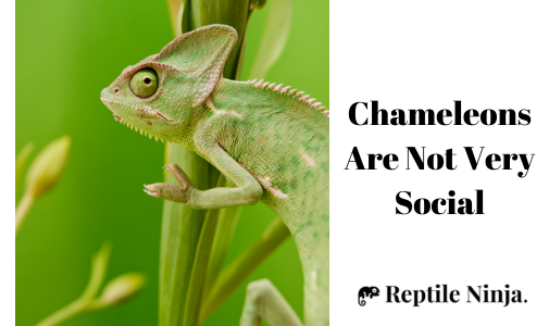chameleon on plant leaf