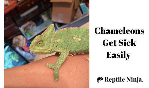 sick chameleon