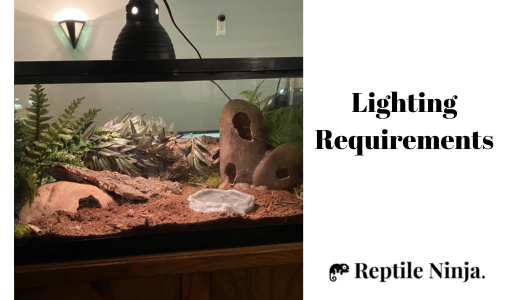 Chinese Cave Gecko enclosure lighting
